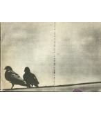 ΤΟ ΣΙΝΙΚΟΝ ΤΕΙΧΟΣ